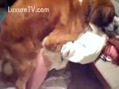 Doggy comes to the rescue.